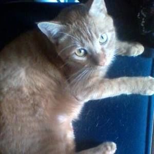 Meet your Posher, Capri